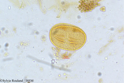 Crotalaria formosa - lame n° 4975