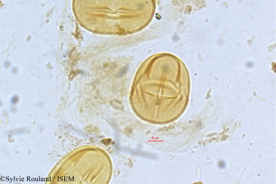 Crotalaria formosa - lame n° 4975