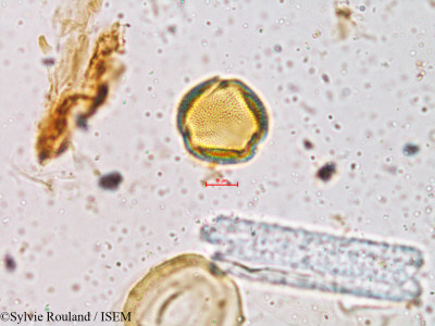 Crotalaria fulva - lame n° 3983