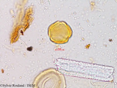 Crotalaria fulva - lame n° 3983