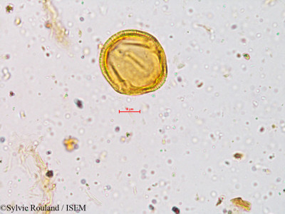 Crotalaria fulva - lame n° 3983