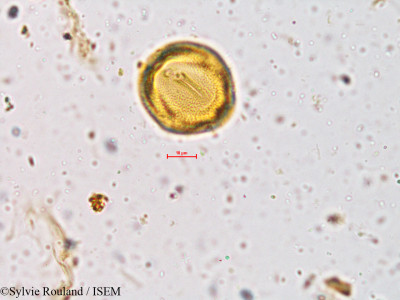 Crotalaria fulva - lame n° 3983