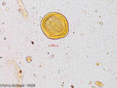 Crotalaria fulva - lame n° 3983