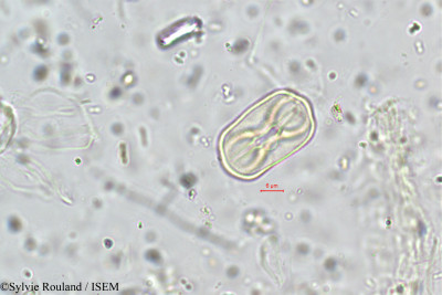 Crotalaria globosa - lame n° 5726