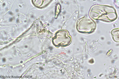 Crotalaria globosa - lame n° 5726
