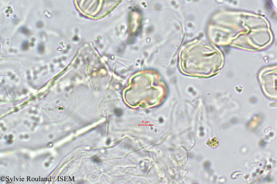 Crotalaria globosa - lame n° 5726