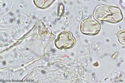 Crotalaria globosa - lame n° 5726