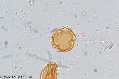 Crotalaria grahamiana - lame n° 5068