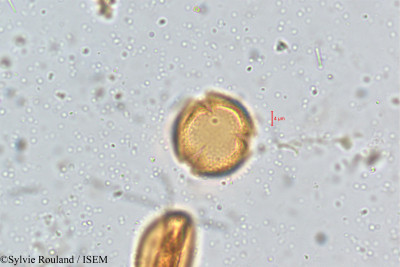 Crotalaria grahamiana - lame n° 5068