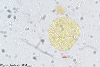 Sylvie.Rouland/Crotalaria_heyneana_5614/Crotalaria_heyneana_5614_0001(copy)_thumb.jpg