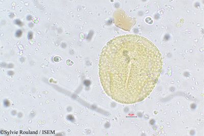 Crotalaria heyneana - lame n° 5614