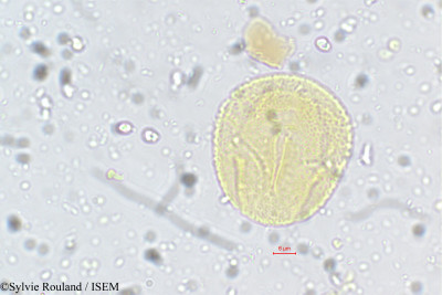 Crotalaria heyneana - lame n° 5614