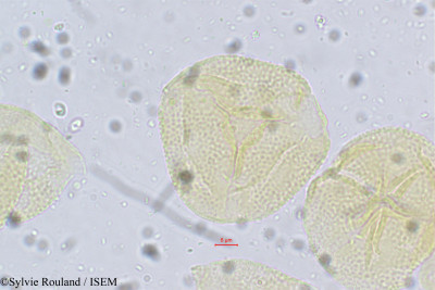 Crotalaria heyneana - lame n° 5614
