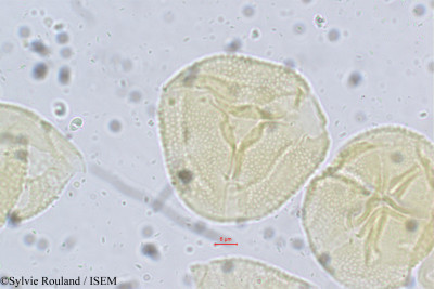 Crotalaria heyneana - lame n° 5614