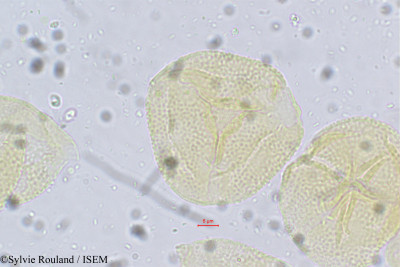 Crotalaria heyneana - lame n° 5614