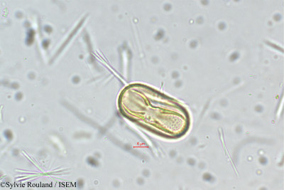 Crotalaria hirsuta - lame n° 5461