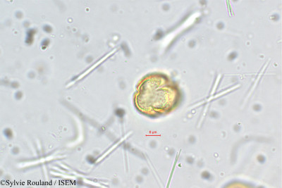 Crotalaria hirsuta - lame n° 5461