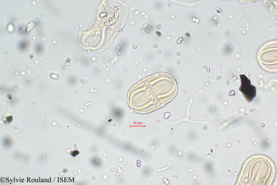 Crotalaria juncea - lame n° 5810