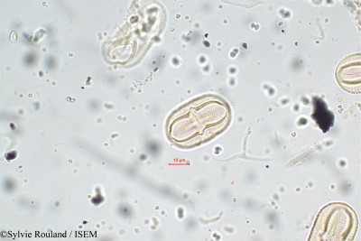 Crotalaria juncea - lame n° 5810