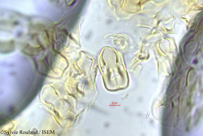 Crotalaria mejucea - lame n° 56