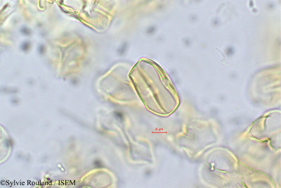 Crotalaria mejucea - lame n° 56