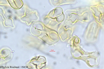Crotalaria mejucea - lame n° 56