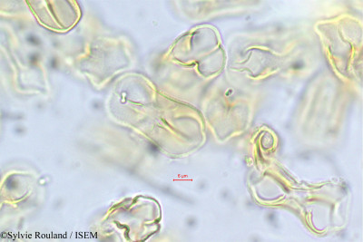 Crotalaria mejucea - lame n° 56