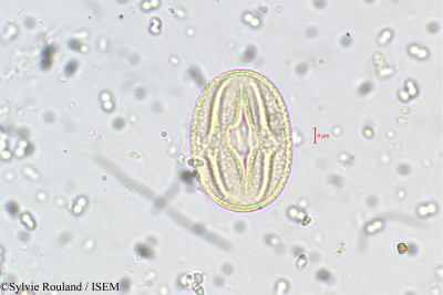 Sylvie.Rouland/Crotalaria_obtecta_5503/Crotalaria_obtecta_5503_0001(copy)_thumb.jpg