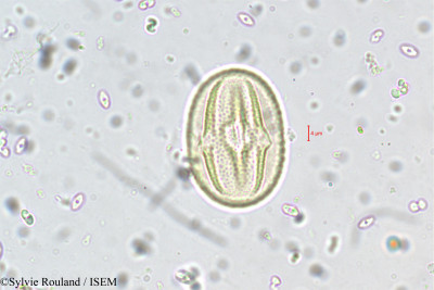 Crotalaria obtecta - lame n° 5503