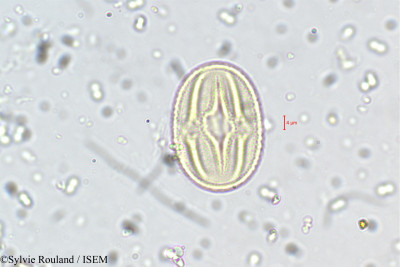 Crotalaria obtecta - lame n° 5503