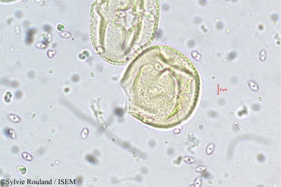 Crotalaria obtecta - lame n° 5503