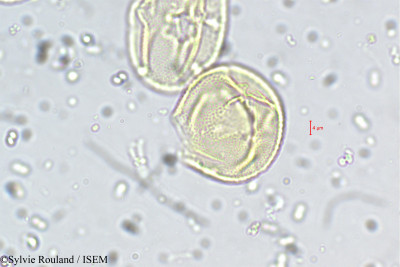 Crotalaria obtecta - lame n° 5503