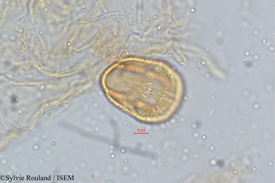 Crotalaria paniculata - lame n° 5133