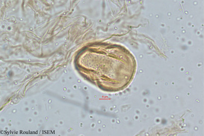 Crotalaria paniculata - lame n° 5133