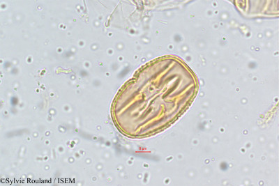 Crotalaria paniculata - lame n° 5133