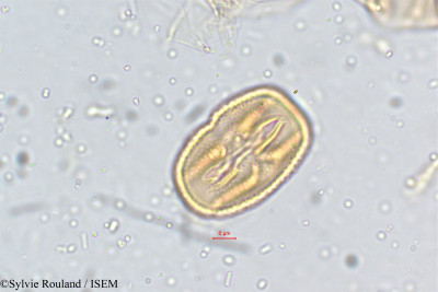 Crotalaria paniculata - lame n° 5133