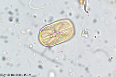 Crotalaria ramosissima - lame n° 5785