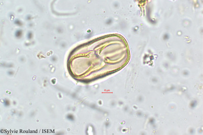 Crotalaria ramosissima - lame n° 5785