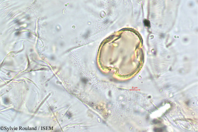 Crotalaria ramosissima - lame n° 5785