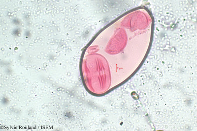 Crotalaria retusa - lame n° 5815