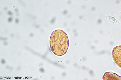 Crotalaria shevaroyensis - lame n° 5806