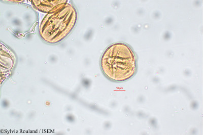 Crotalaria shevaroyensis - lame n° 5806