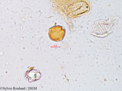 Crotalaria trifoliastrum - lame n° 3987
