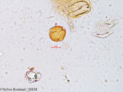 Crotalaria trifoliastrum - lame n° 3987