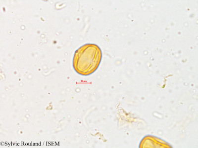 Crotalaria trifoliastrum - lame n° 3987