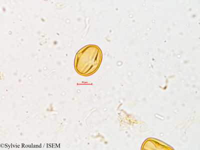 Crotalaria trifoliastrum - lame n° 3987