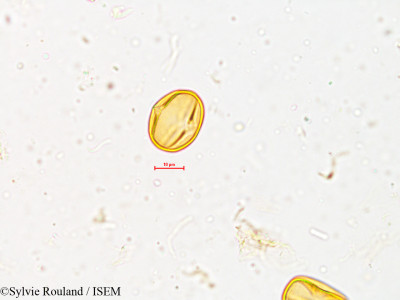 Crotalaria trifoliastrum - lame n° 3987