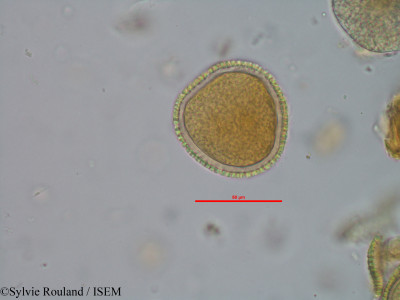 Sylvie.Rouland/Croton_tsaratananae_42961/Croton_tsaratananae_42961_0001(copy)_thumb.jpg