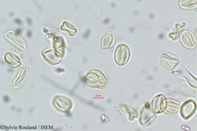 Sylvie.Rouland/Crypteronia_paniculata_5558/Crypteronia_paniculata_5558_0001(copy)_thumb.jpg