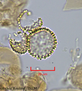 Sylvie.Rouland/Cryptocarya_macrodesme_1738/Cryptocarya_macrodesme_1738_0001(copy)_thumb.jpg